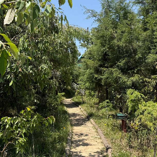 Miyawaki Walkway